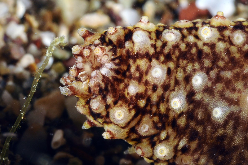 Piccola oloturia